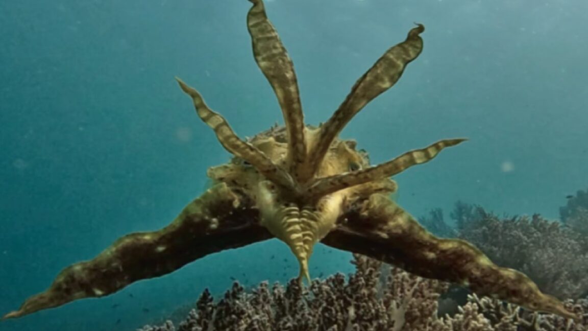 study:-cuttlefish-adapt-camouflage-displays-when-hunting-prey