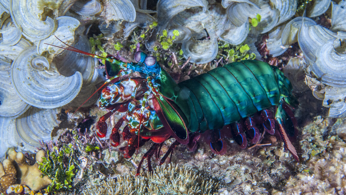 the-seemingly-indestructible-fists-of-the-mantis-shrimp-can-take-a-punch