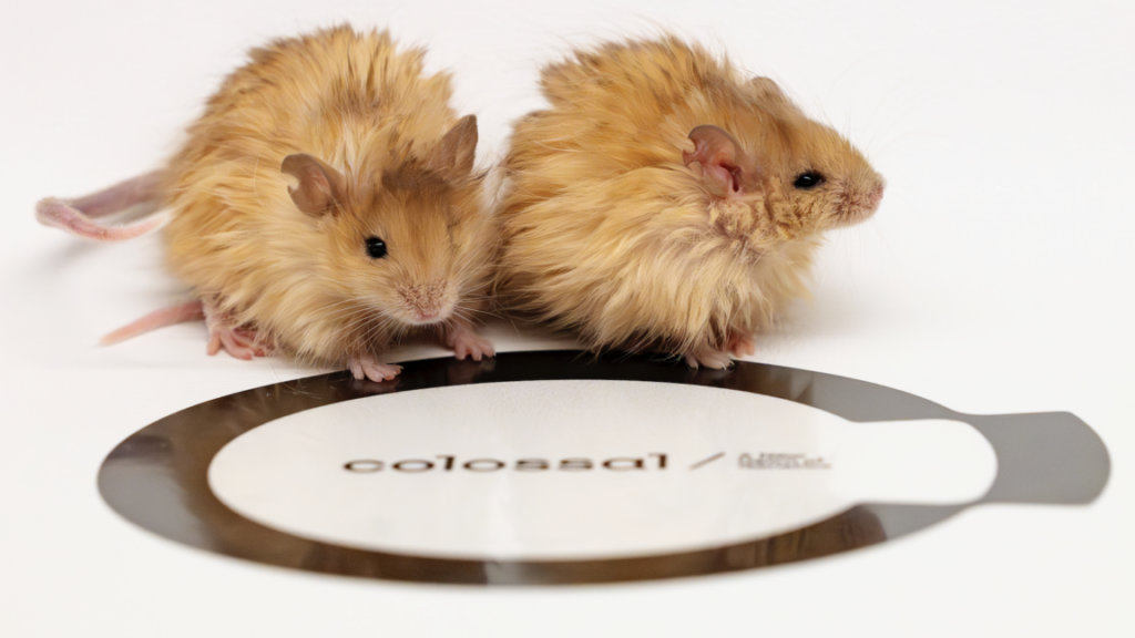“wooly-mice”-a-test-run-for-mammoth-gene-editing