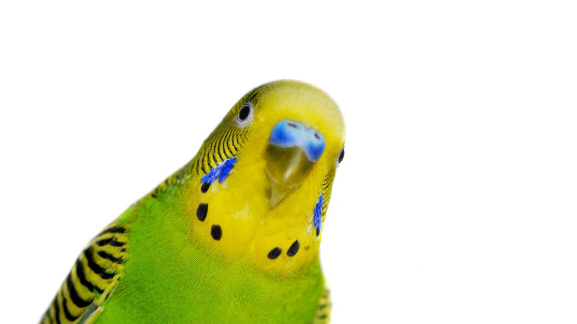 brains-of-parrots,-unlike-songbirds,-use-human-like-vocal-control