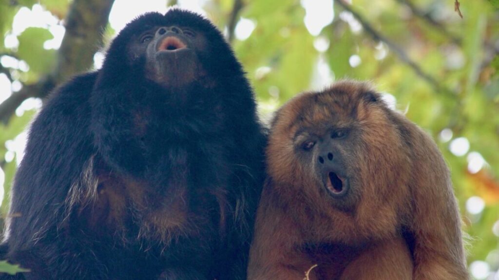 monkeys-are-better-yodelers-than-humans,-study-finds