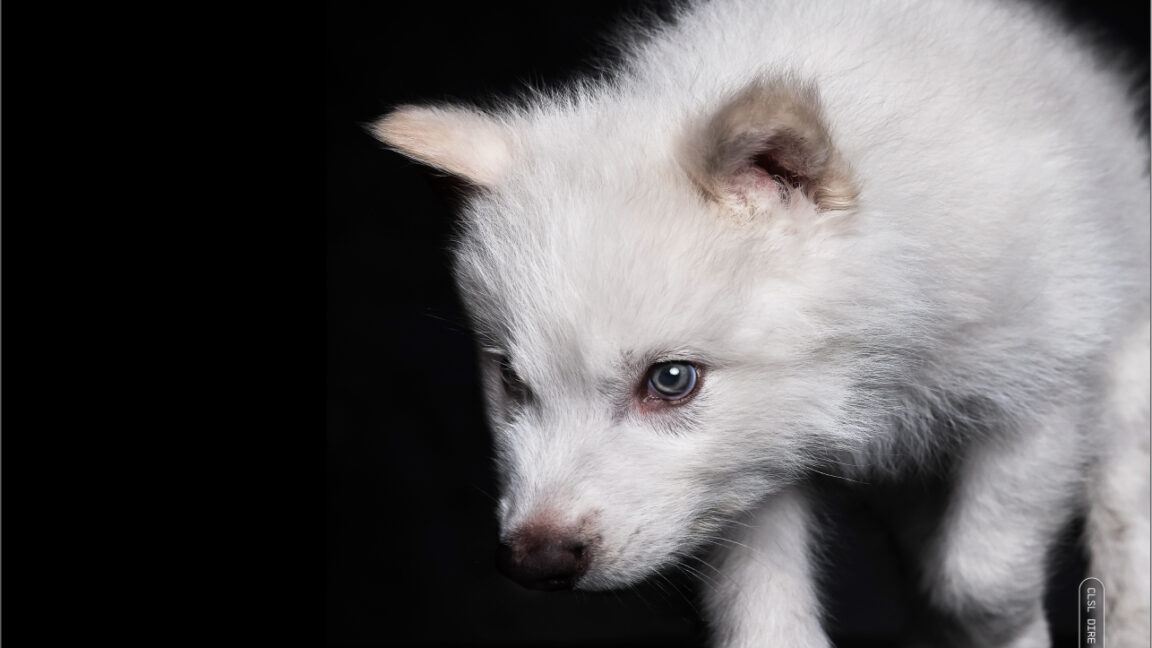 de-extinction-company-announces-that-the-dire-wolf-is-back