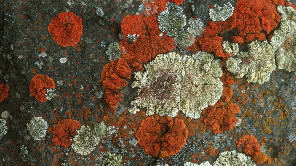 lichens-can-survive-almost-anything,-and-some-might-survive-mars