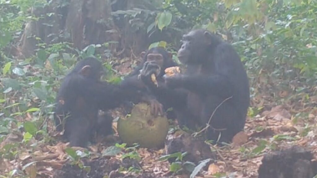 are-these-chimps-having-a-fruity-booze-up-in-the-wild?
