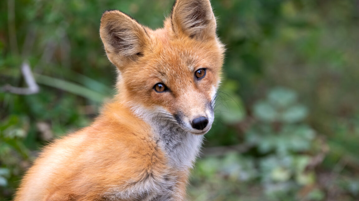 tapeworm-in-fox-poop-that-will-slowly-destroy-your-organs-is-on-the-rise