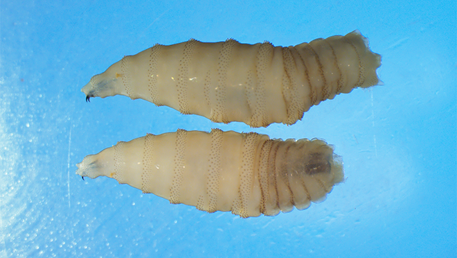 screwworms-are-coming—and-they’re-just-as-horrifying-as-they-sound