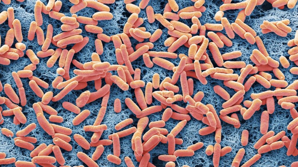 a-dangerous-e.-coli-strain-has-emerged;-a-small-mutation-may-explain-its-rise
