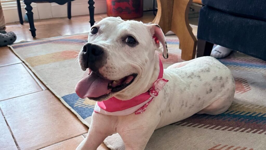 i-helped-a-lost-dog’s-airtag-ping-its-owner:-an-ode-to-replaceable-batteries