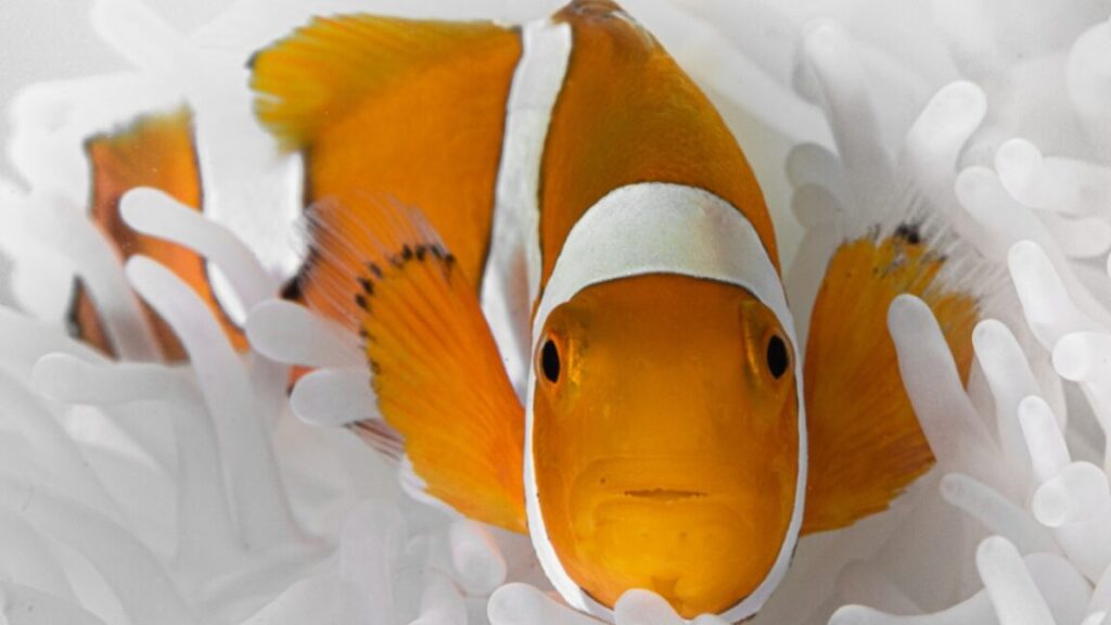 incredible-shrinking-clownfish-beats-the-heat