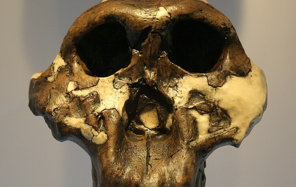 enigmatic-hominin-species-studied-using-2-million-year-old-proteins
