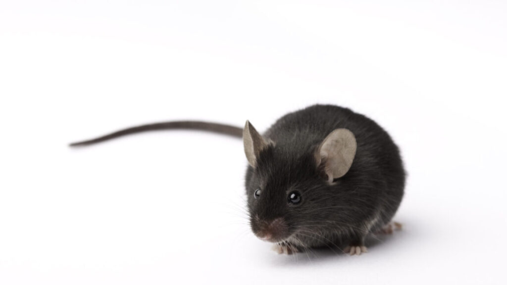 experimental-retina-implants-give-mice-infrared-vision