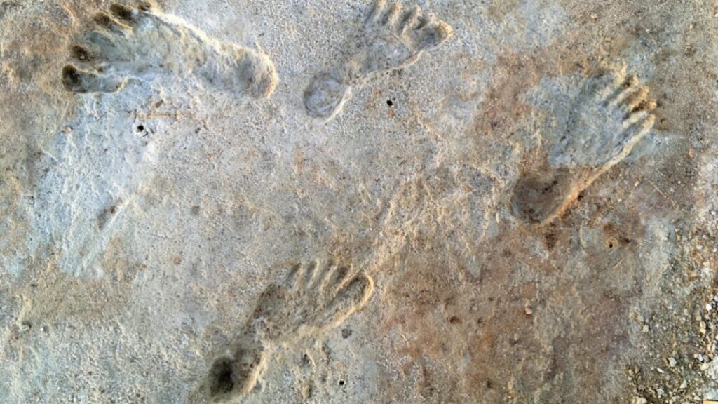 new-dating-for-white-sands-footprints-confirms-controversial-theory