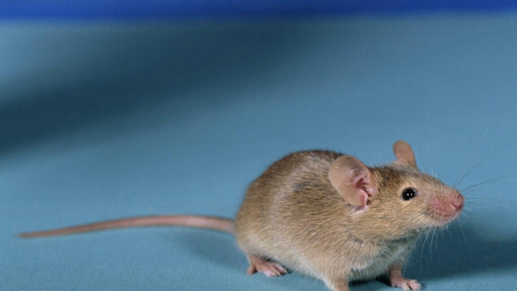 researchers-get-viable-mice-by-editing-dna-from-two-sperm