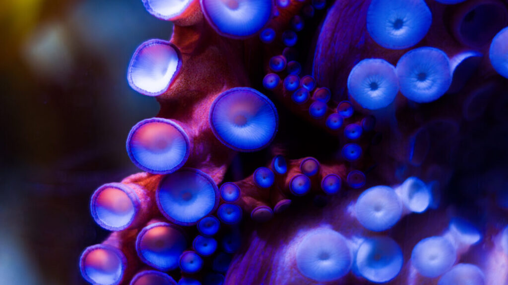 robotic-sucker-can-adapt-to-surroundings-like-an-actual-octopus