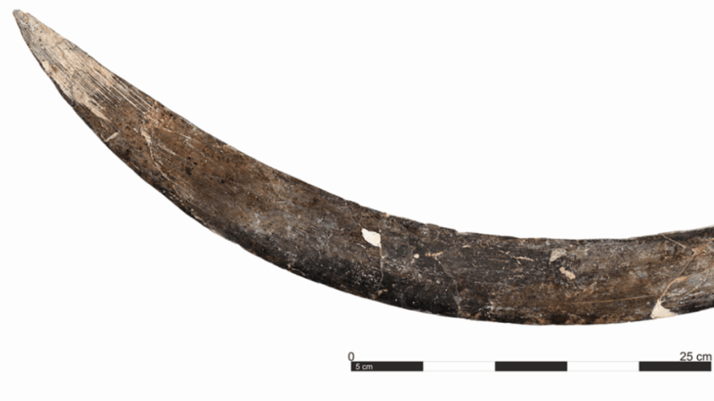 a-mammoth-tusk-boomerang-from-poland-is-40,000-years-old