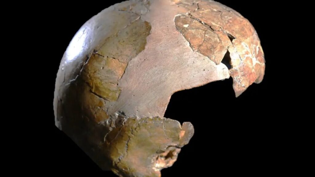 ancient-skull-may-have-been-half-human,-half-neanderthal-child