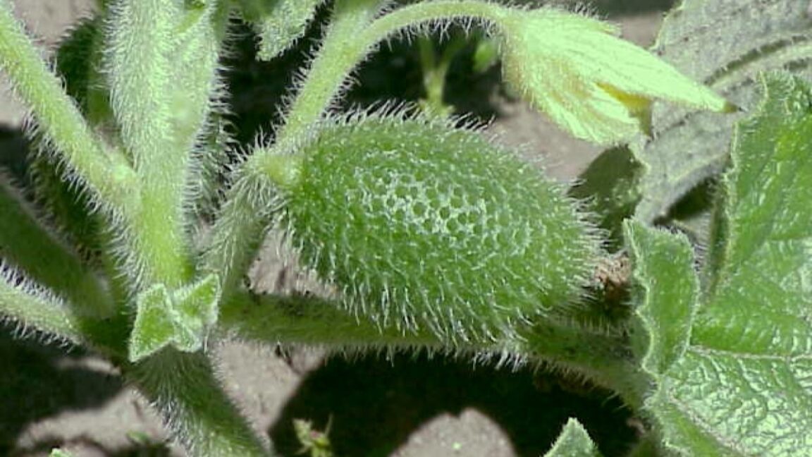 watch-this-cucumber-squirt-out-its-seeds-at-ballistic-speeds