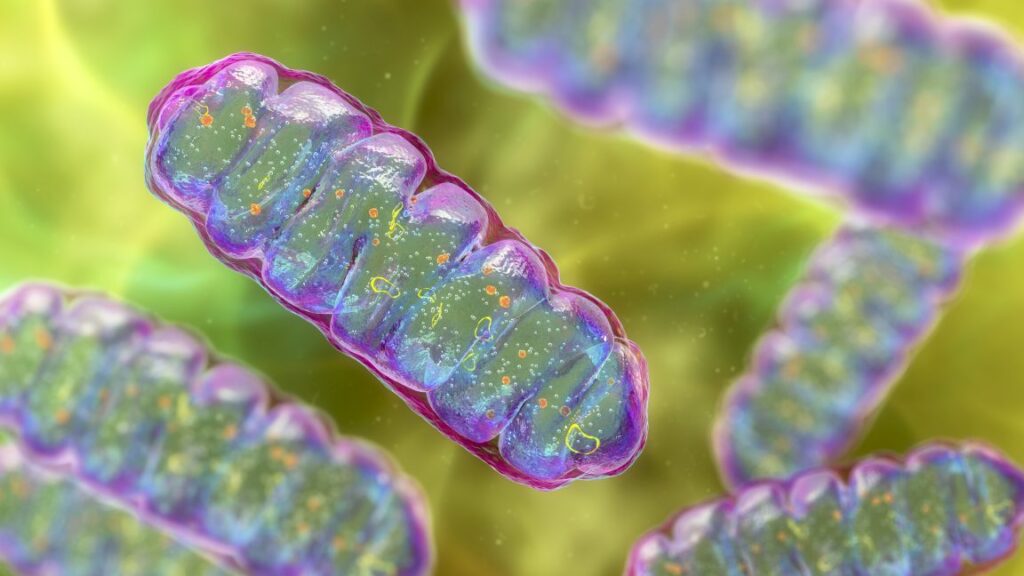 mighty-mitochondria:-cell-powerhouses-harnessed-for-healing