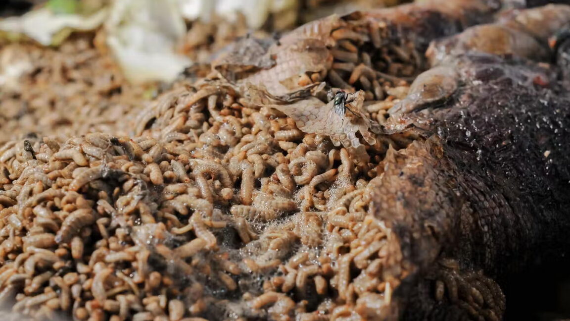 fermented-meat-with-a-side-of-maggots:-a-new-look-at-the-neanderthal-diet