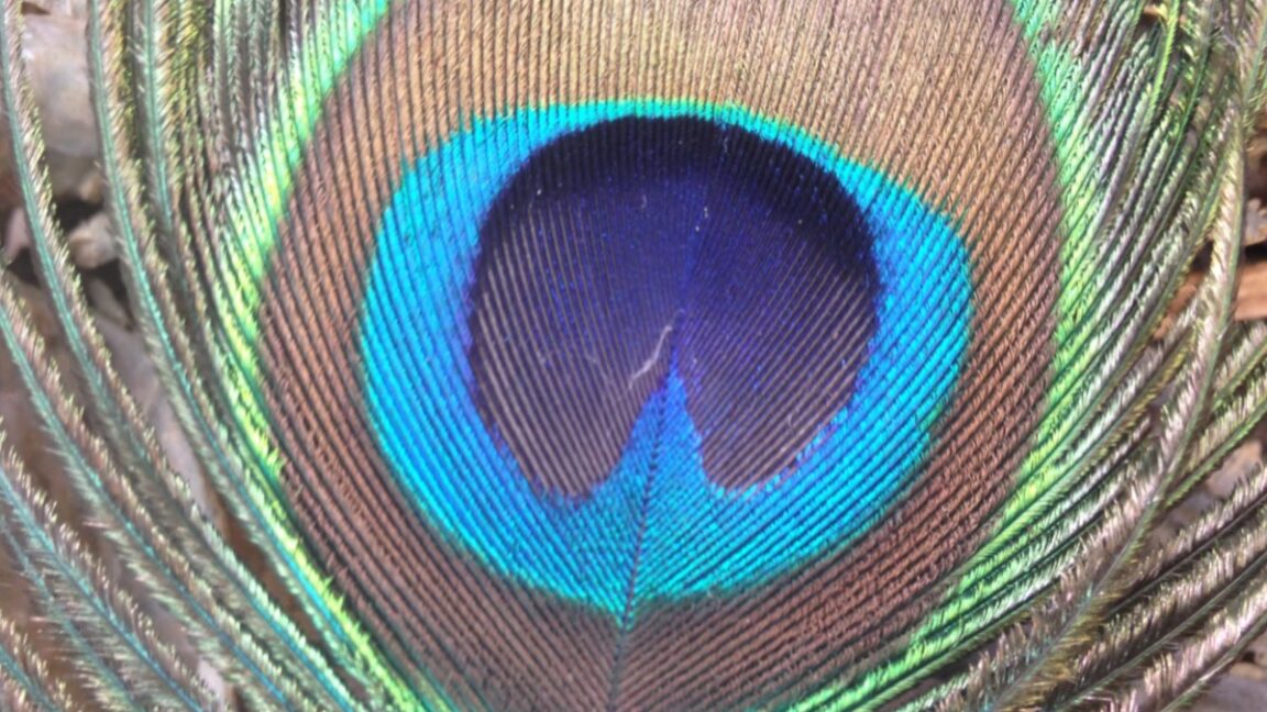 peacock-feathers-can-emit-laser-beams