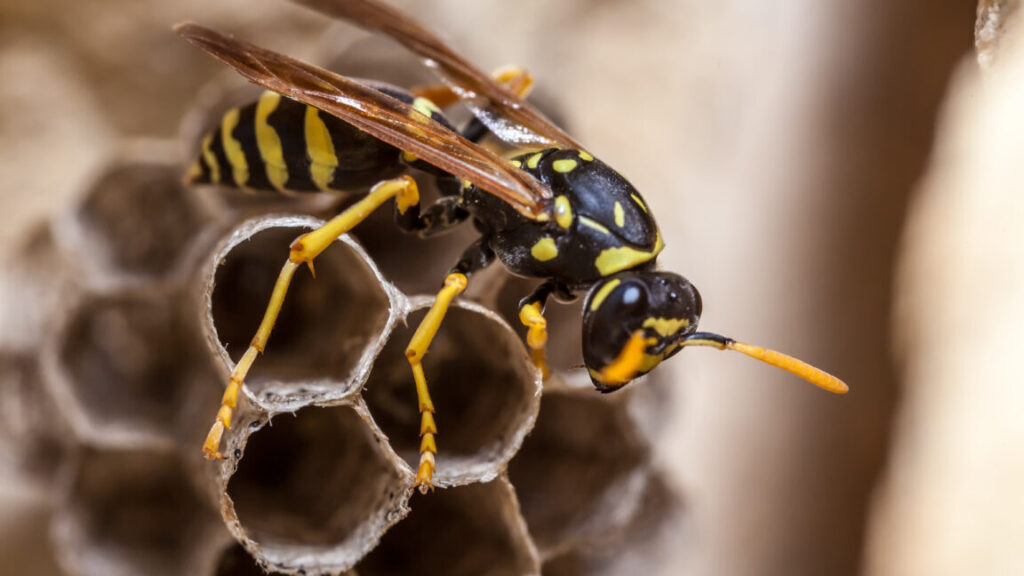 four-radioactive-wasp-nests-found-on-south-carolina-nuclear-facility