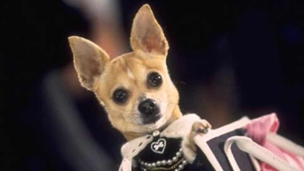 the-case-of-the-coke-snorting-chihuahua