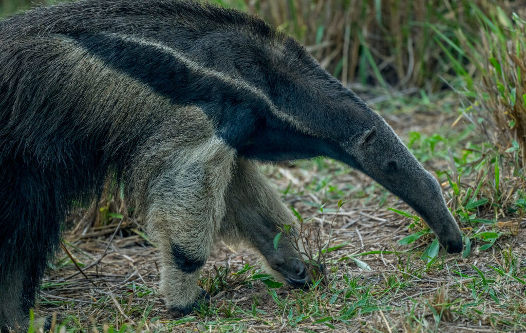 mammals-that-chose-ants-and-termites-as-food-almost-never-go-back