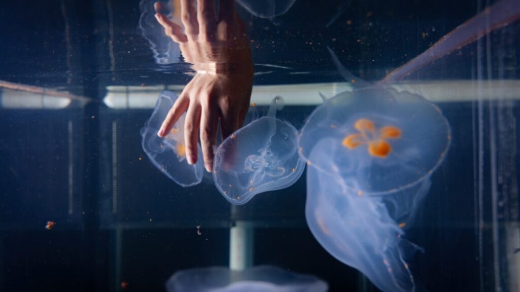 scientists-are-building-cyborg-jellyfish-to-explore-ocean-depths