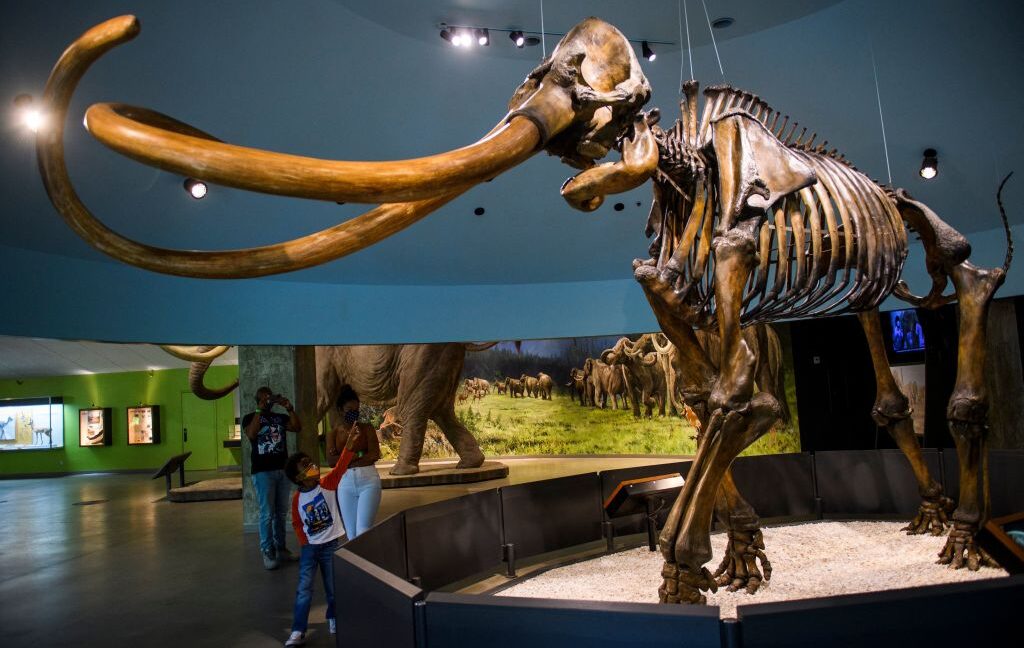 genetically,-central-american-mammoths-were-weird