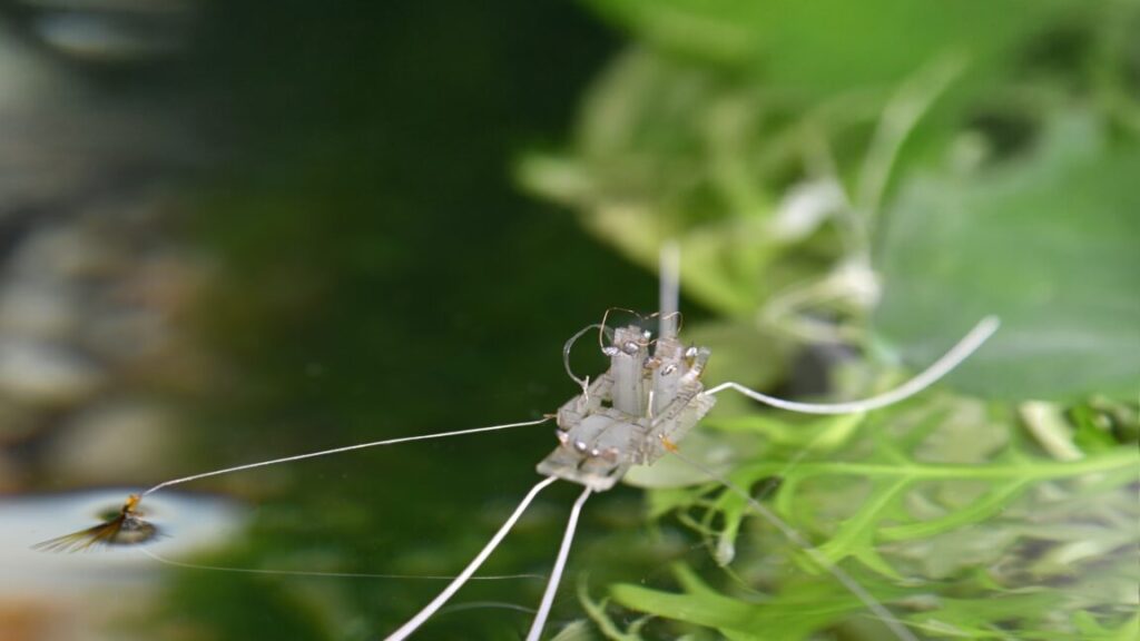 a-robot-walks-on-water-thanks-to-evolution’s-solution