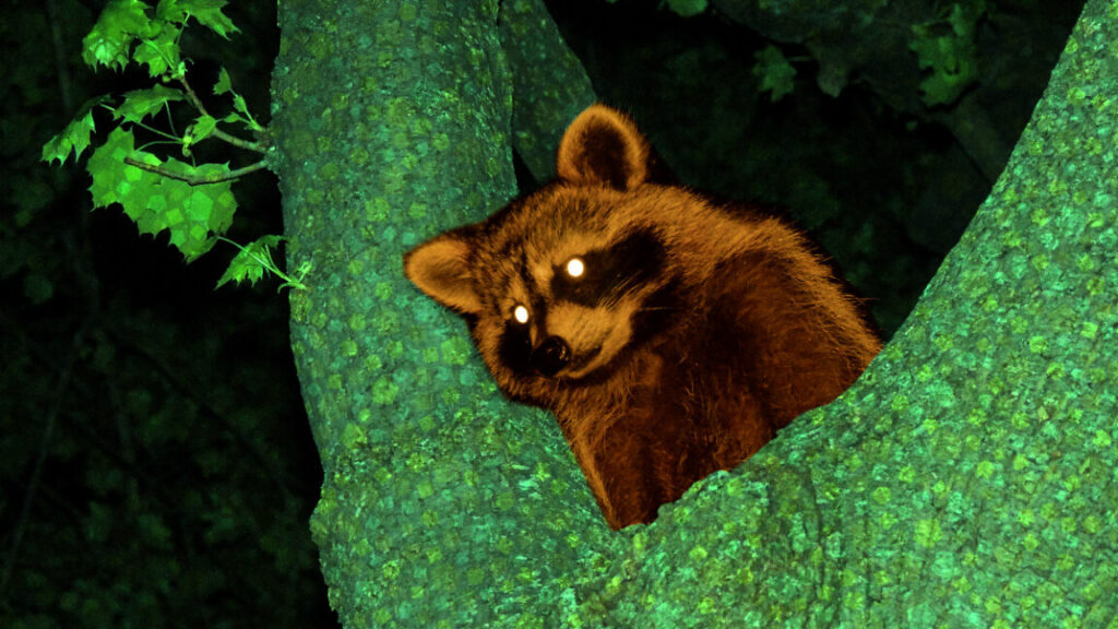 modder-injects-ai-dialogue-into-2002’s-animal-crossing-using-memory-hack