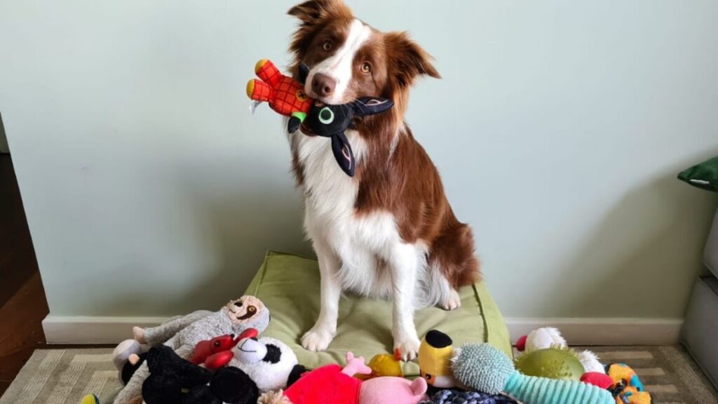 some-dogs-can-classify-their-toys-by-function