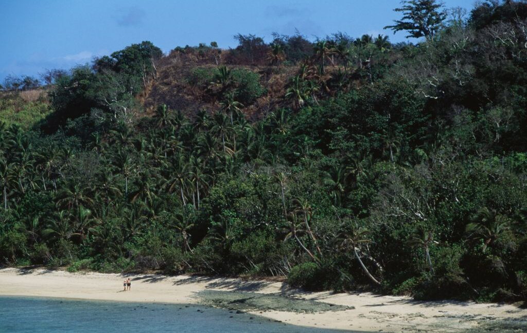 fiji’s-ants-might-be-the-canary-in-the-coal-mine-for-the-insect-apocalypse