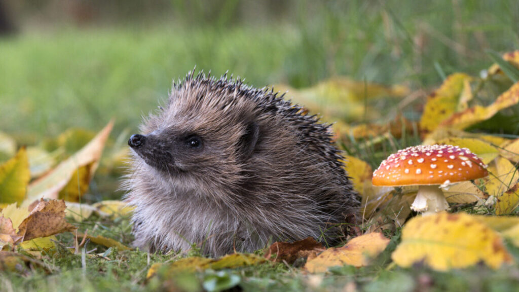 can-ai-detect-hedgehogs-from-space?-maybe-if-you-find-brambles-first.