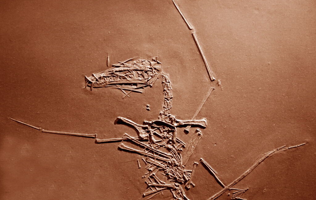 150-million-year-old-pterosaur-cold-case-has-finally-been-solved