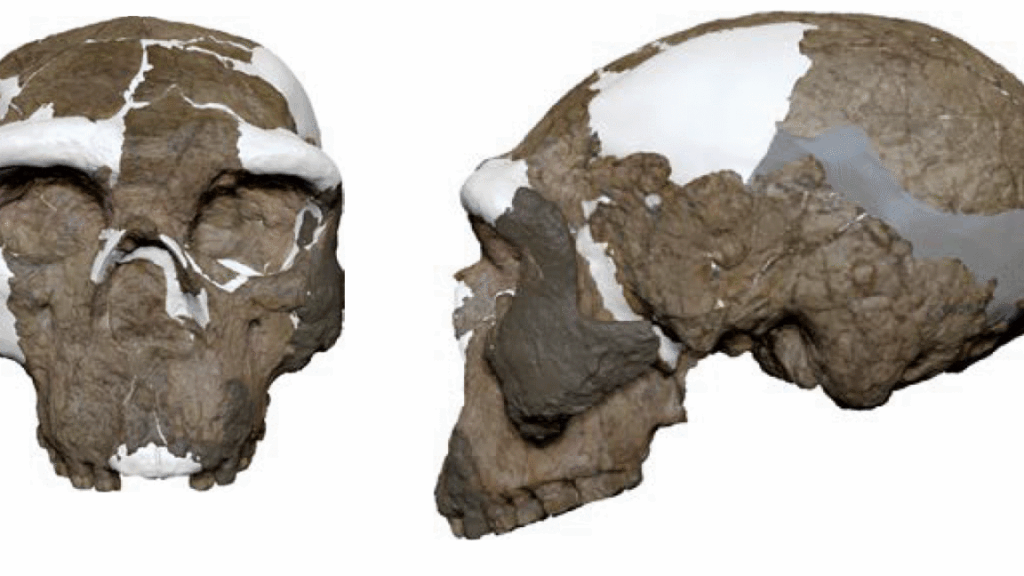 is-the-“million-year-old”-skull-from-china-a-denisovan-or-something-else?