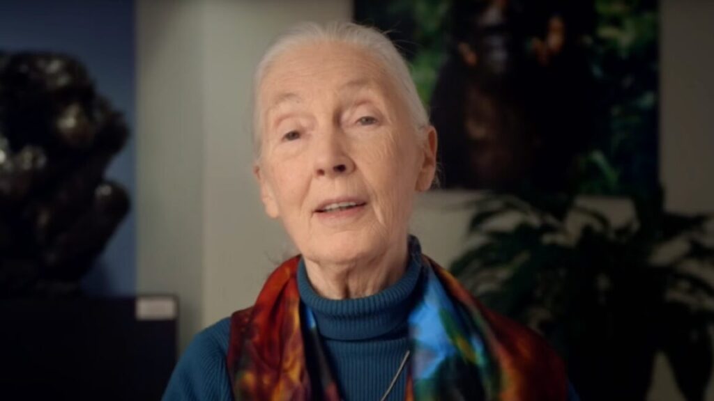 world-famous-primatologist-jane-goodall-dead-at-91