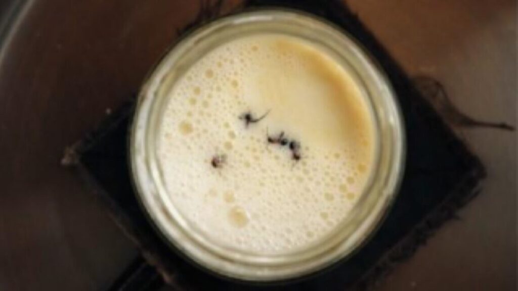 scientists-revive-old-bulgarian-recipe-to-make-yogurt-with-ants