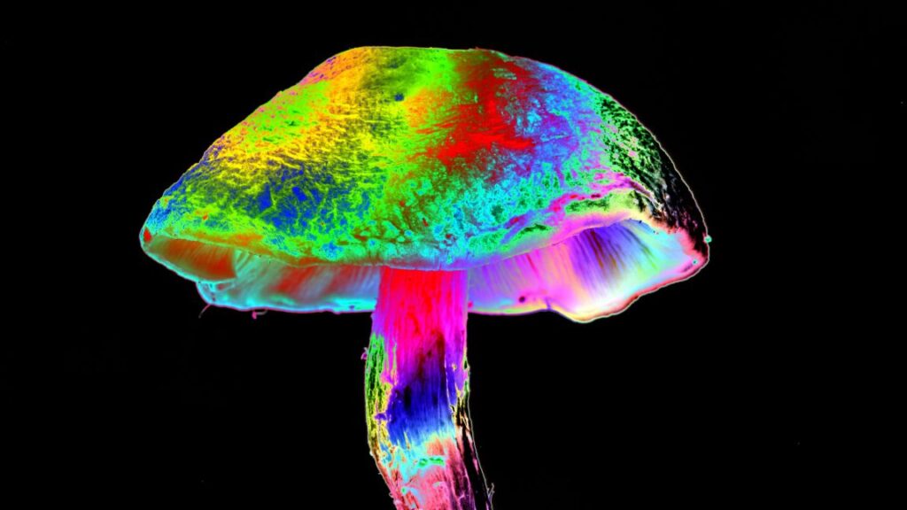 how-different-mushrooms-learned-the-same-psychedelic trick