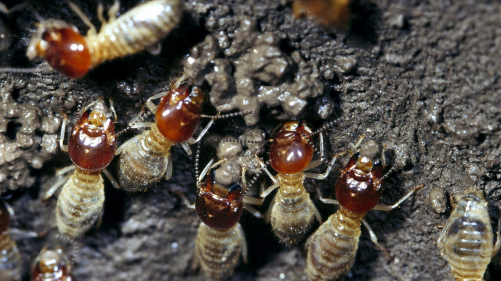 termite-farmers-fine-tune-their-weed-control