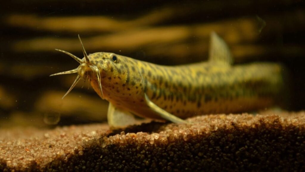 “butt-breathing”-might-soon-be-a-real-medical-treatment