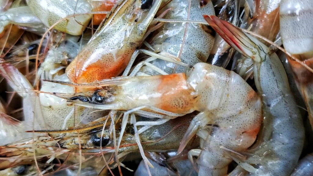 “it’s-only-a-matter-of-time-before-people-die”:-trump-cuts-hit-food-inspections