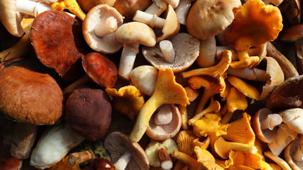 mushroom-foragers-collect-160-species-for-food,-medicine,-art,-and science