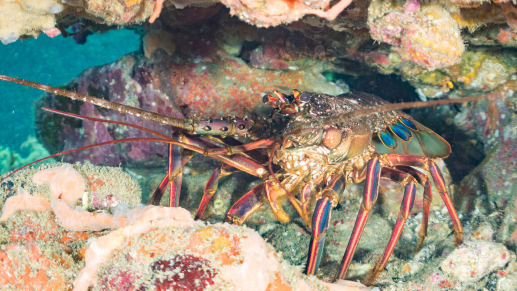 looking-for-friends,-lobsters-may-stumble-into-an-ecological-trap