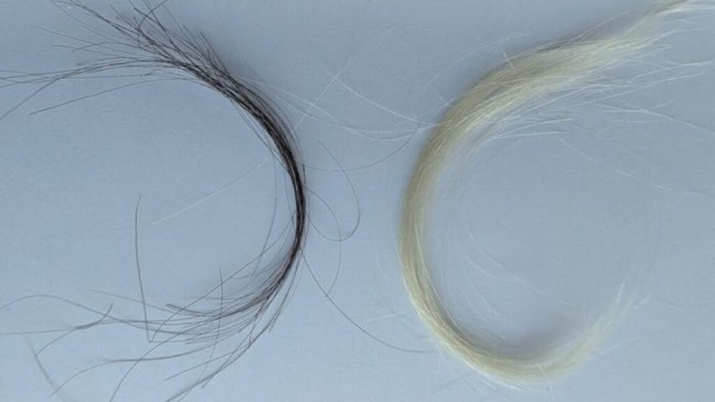 a-century-of-hair-samples-proves-leaded-gas-ban-worked