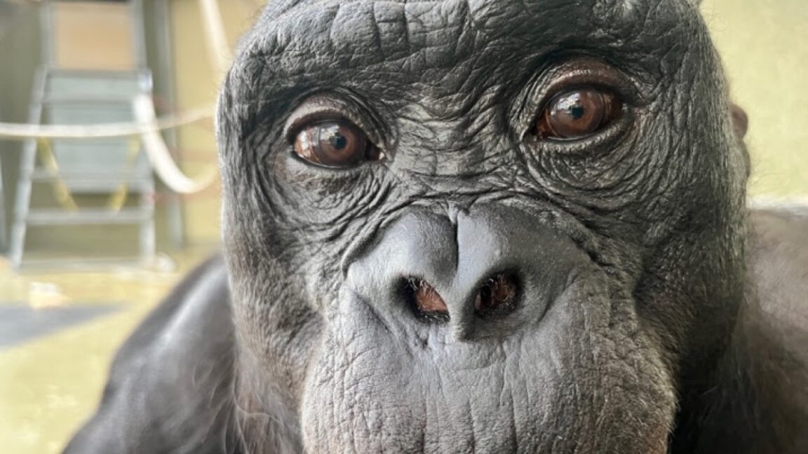 watch-kanzi-the-bonobo-pretend-to-have-a-tea-party