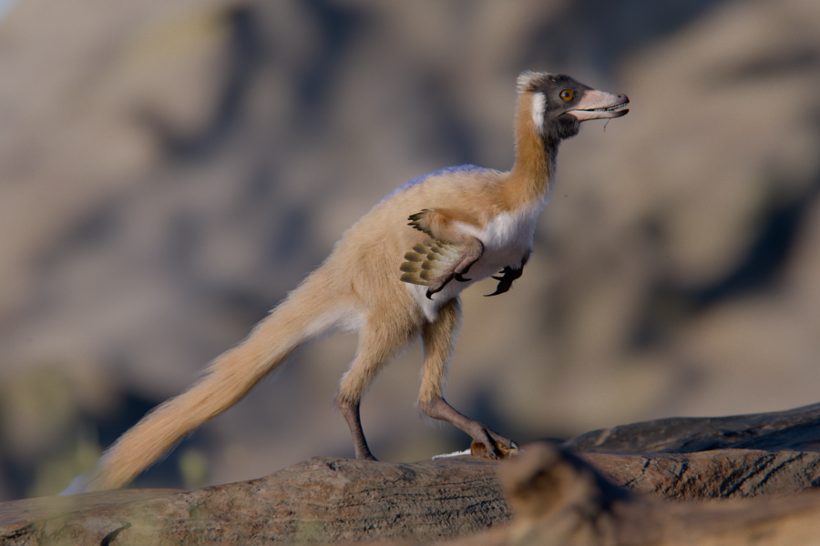 tiny,-long-armed-dinosaur-leads-to-rethink-of-dinosaur-miniaturization